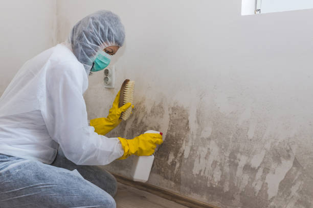 Best Post-Construction Mold Inspection  in Jupiter, FL