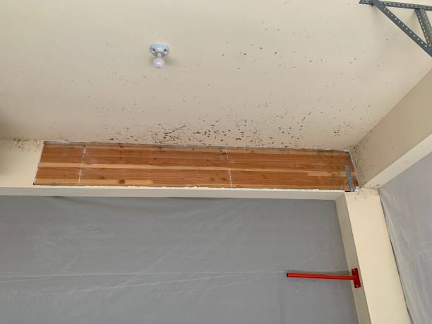 Best Crawl Space Mold Remediation  in Jupiter, FL