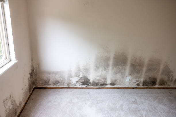 Best Mold Prevention Services  in Jupiter, FL