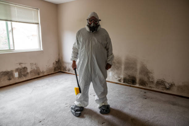 Professional Mold Removal in Jupiter, FL