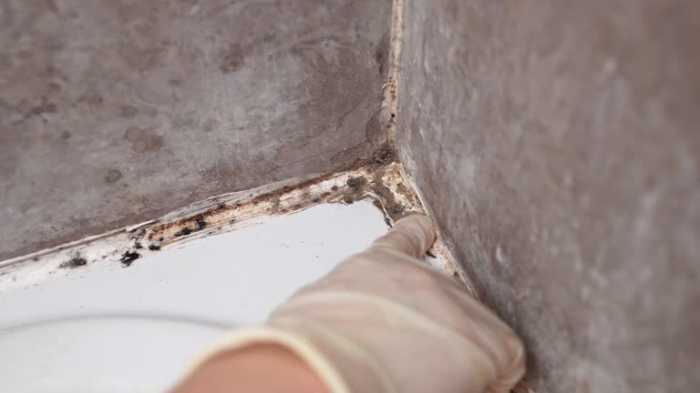 Best Commercial Mold Inspection  in Jupiter, FL